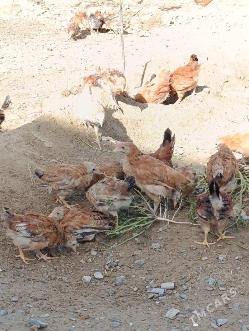 towuk juyje - Аркадаг - img 1