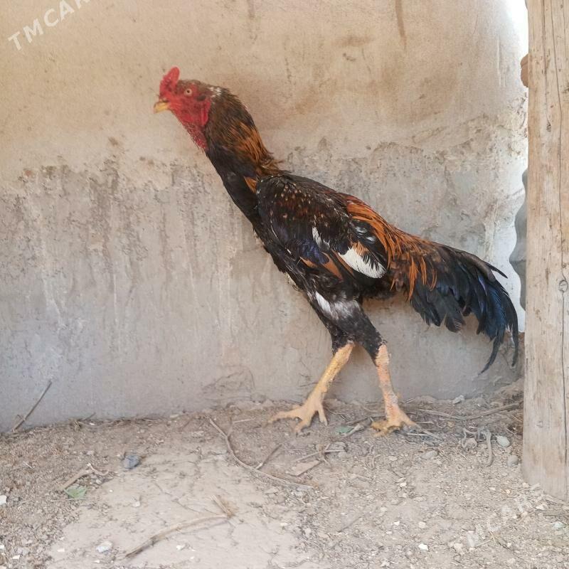 озбек Бразил - Туркменабат - img 1