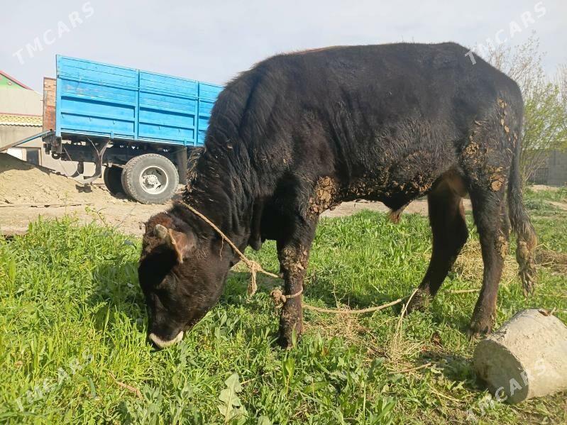 öküz - Бахарден - img 1