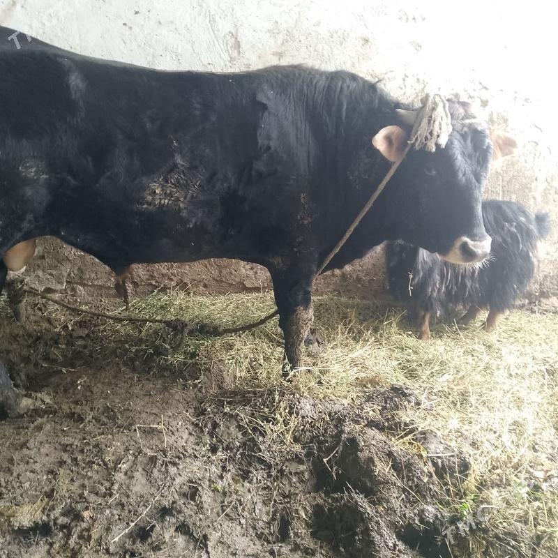 Bakylan okuz - Ашхабад - img 1