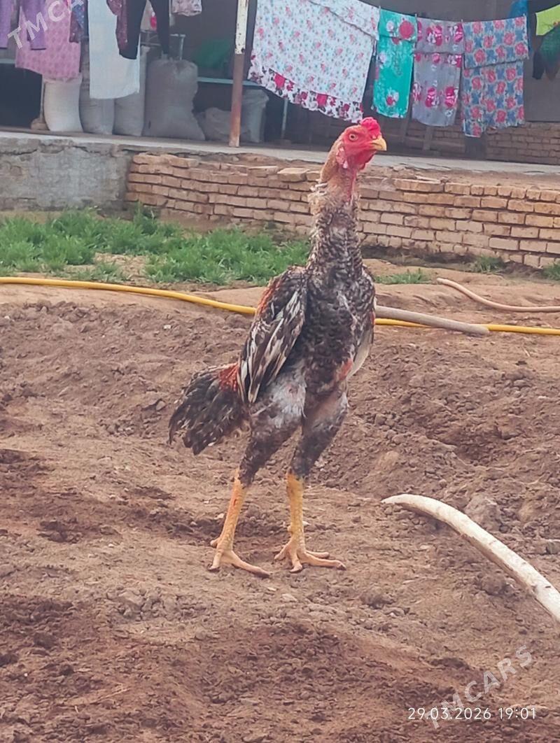 TASGENT HORAZ - Мургап - img 1