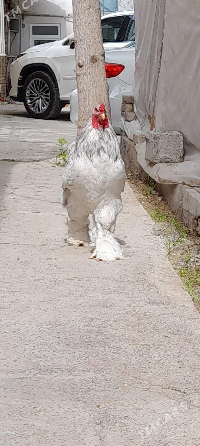 Brama horoz - Кëши - img 1