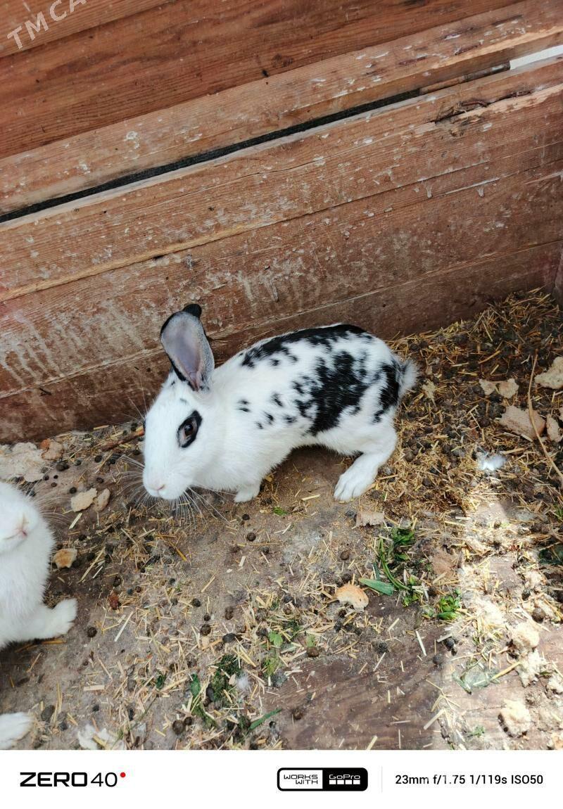 TOWSAN - Daşoguz - img 1