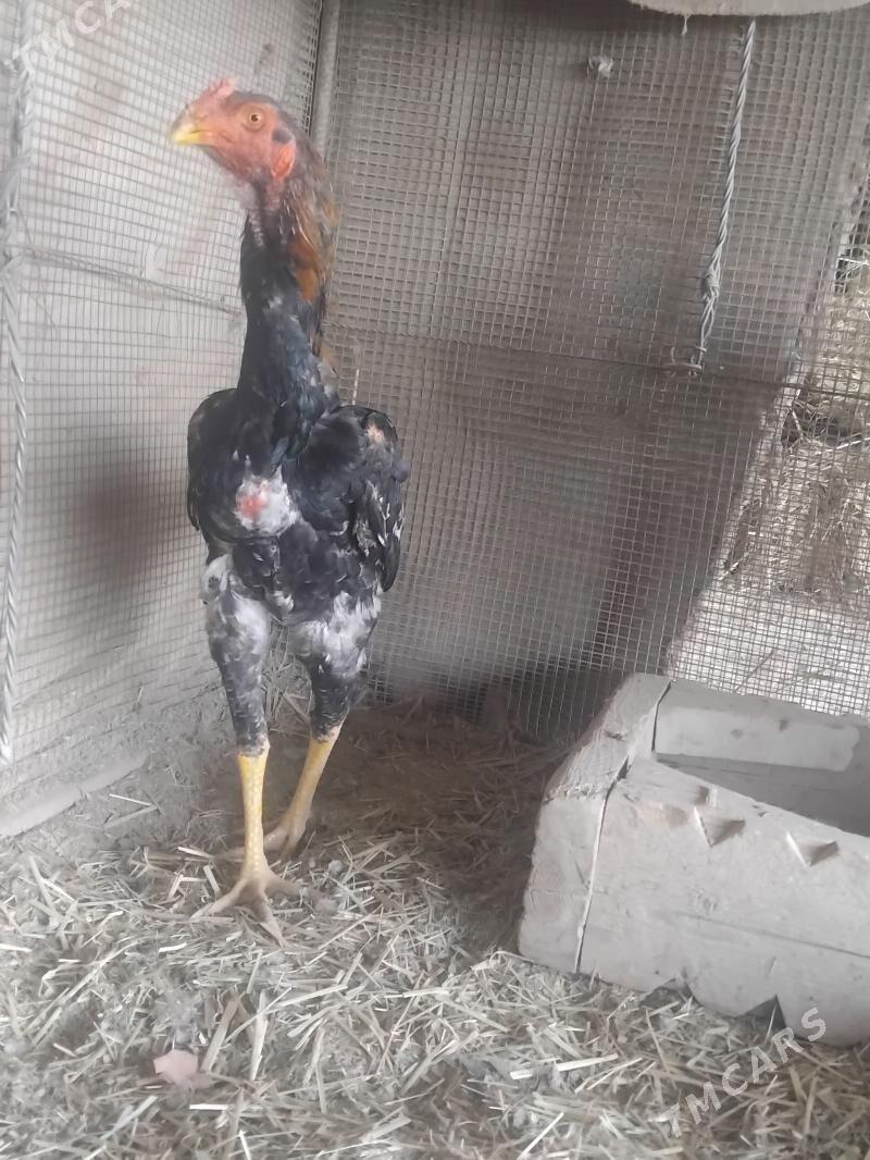 baysy horaz - Türkmenabat - img 1