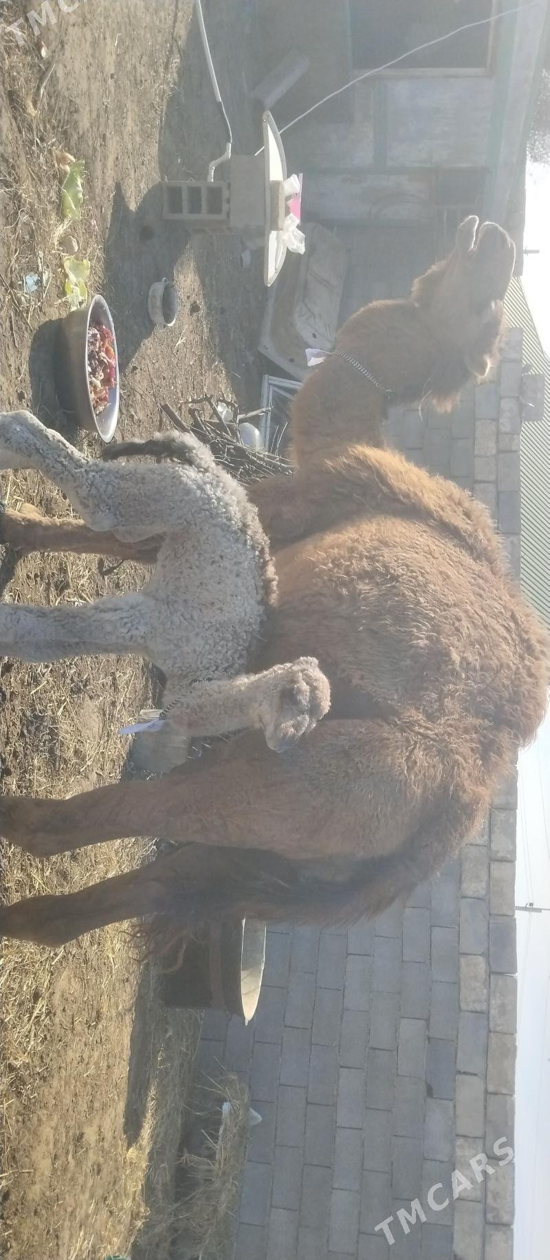 Kosekli duye sagylyp duran - Ашхабад - img 1