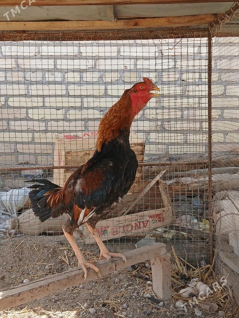 baysy horaz - Саят - img 1