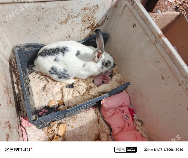 TOWŞAN - Daşoguz - img 1