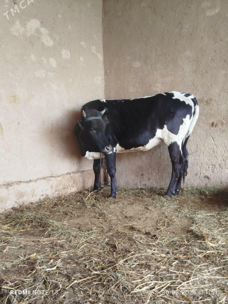 gole - Baýramaly - img 1