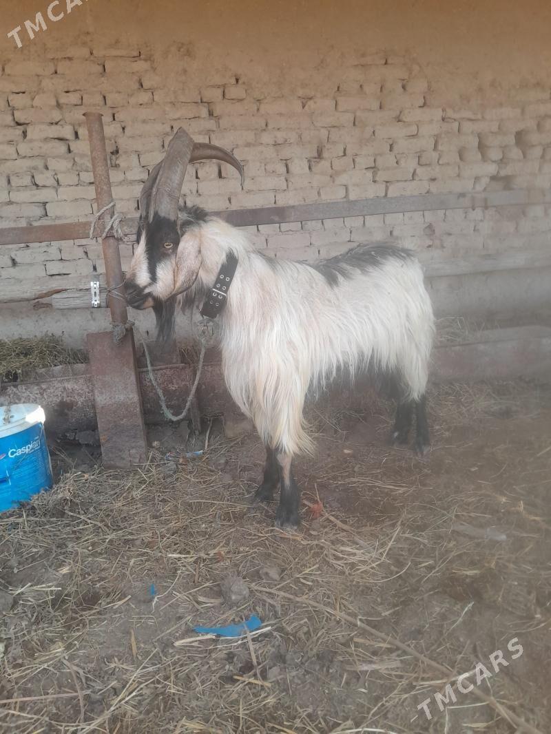 semiz serke - Фарап - img 1