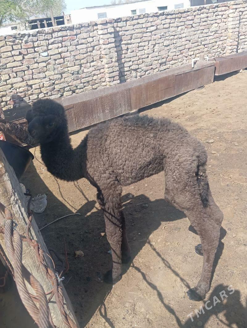 Kosek - Векильбазар - img 1