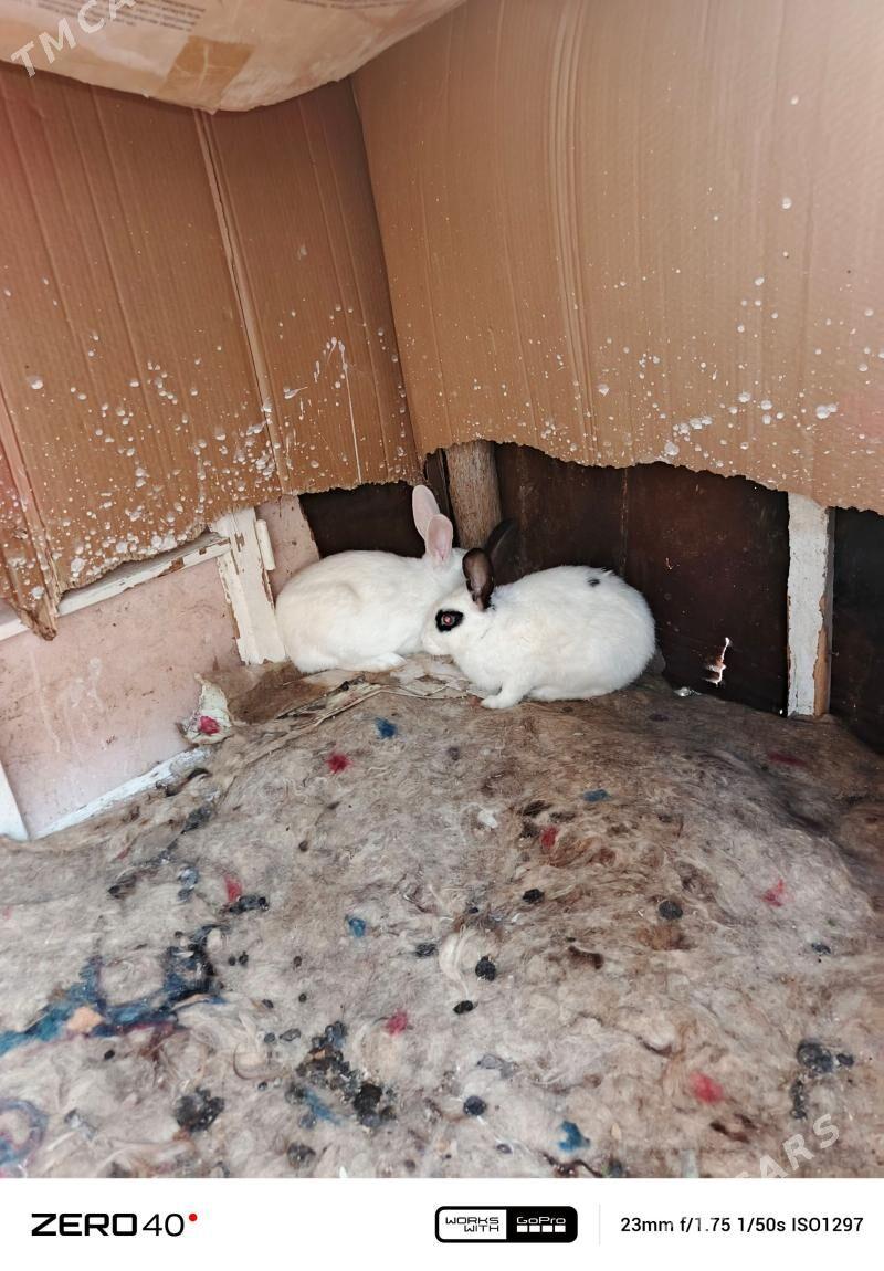 TOWSAN BOHAZ - Дашогуз - img 1