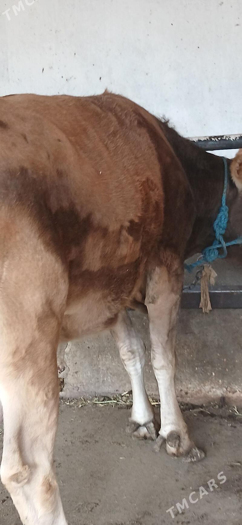 sygyr - Änew - img 1