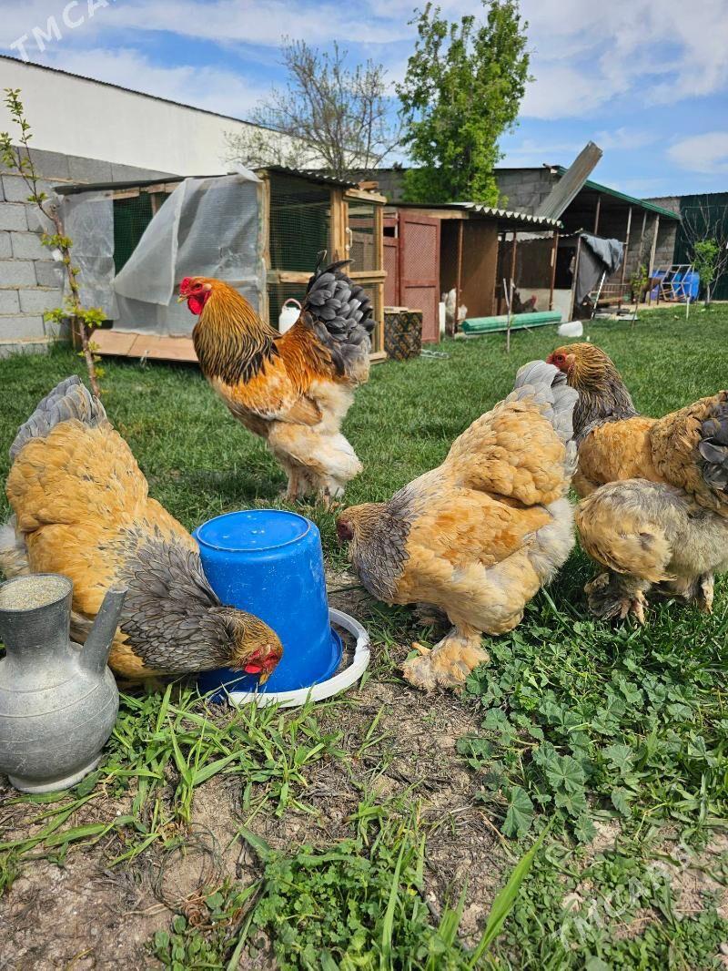 Paliwi brama - Ашхабад - img 1