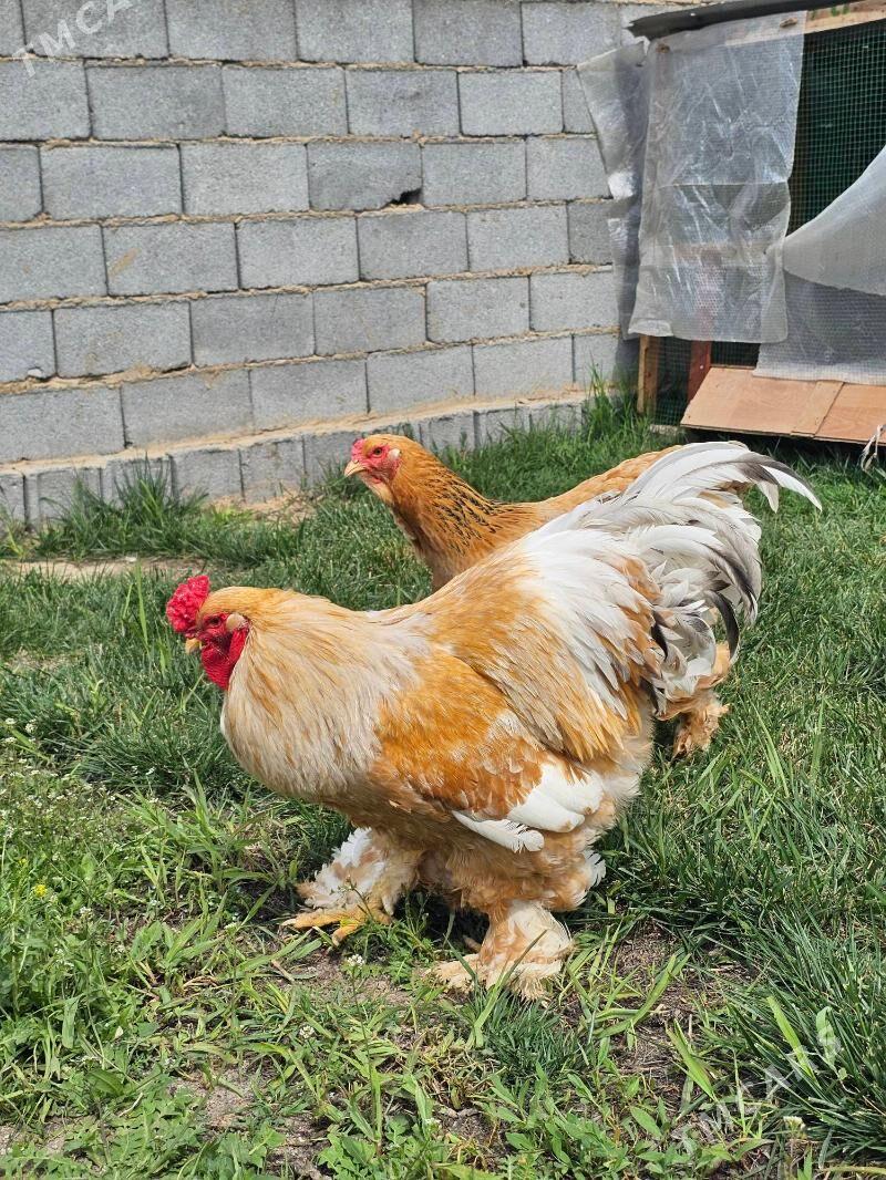 paliwi brama - Ашхабад - img 1