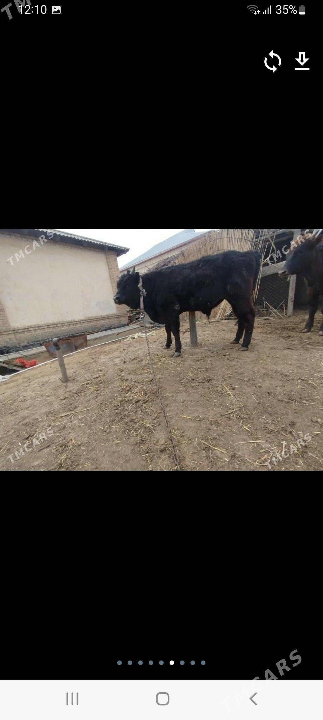 okuz - Мары - img 1