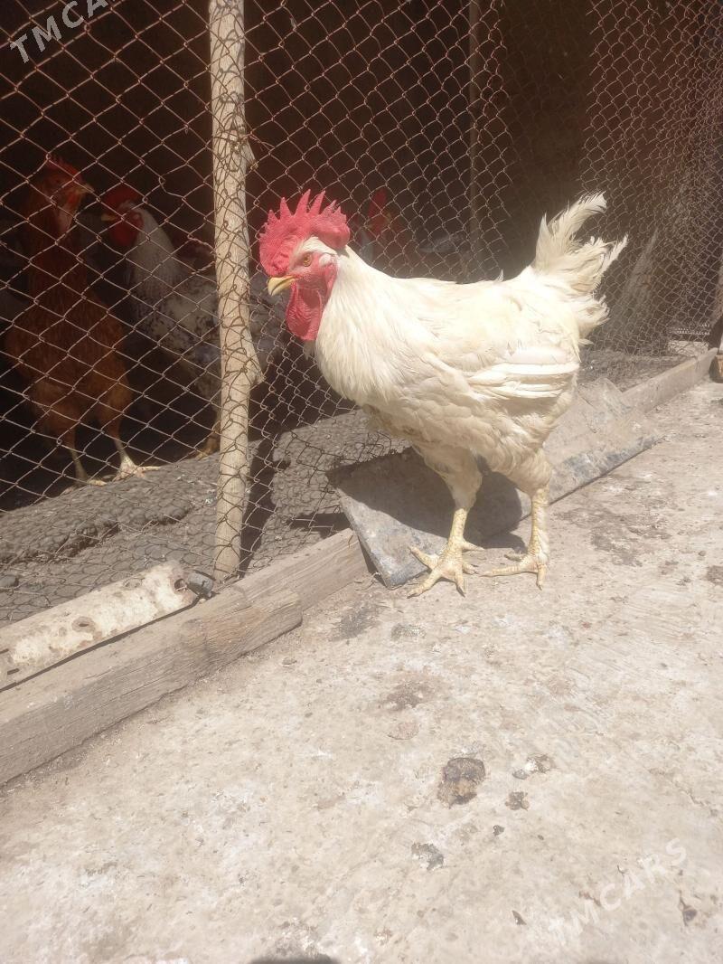 Gigant Horozlar - Туркменабат - img 1