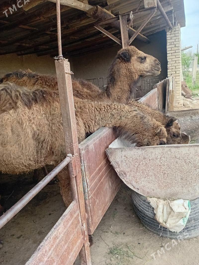 torumlar - Türkmengala - img 1