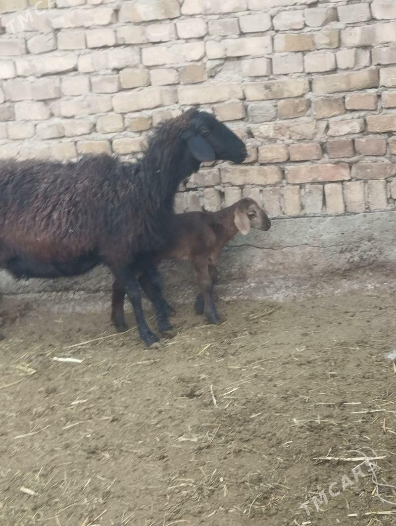 kuzuly goyun gisar - Туркменабат - img 1