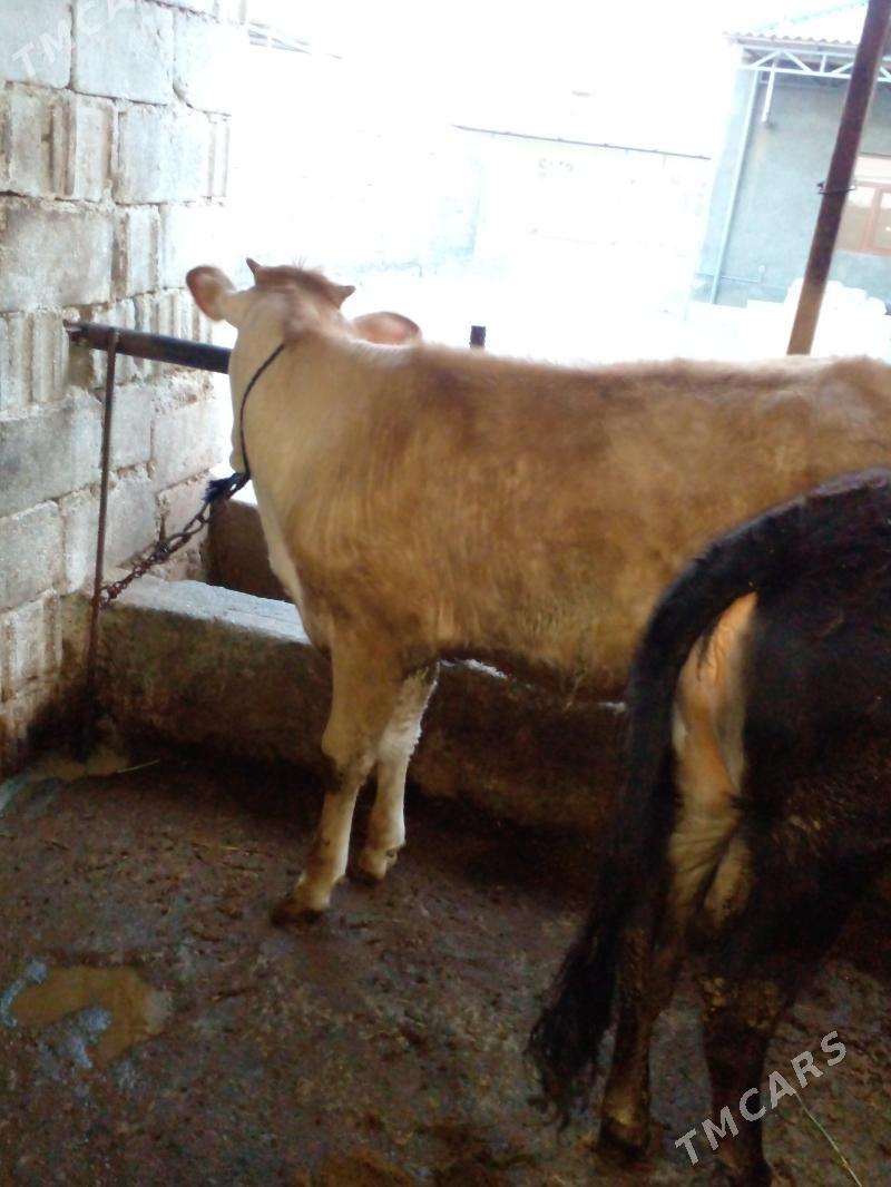 tuwe - Gökje - img 1