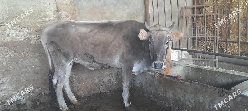 Tüwe 3 ýaş - Гызыларбат - img 1