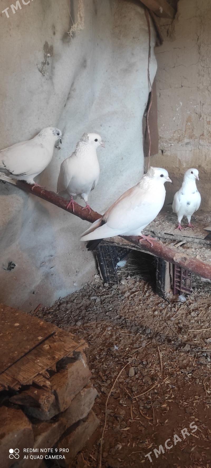 kepderi - Сакарчага - img 1