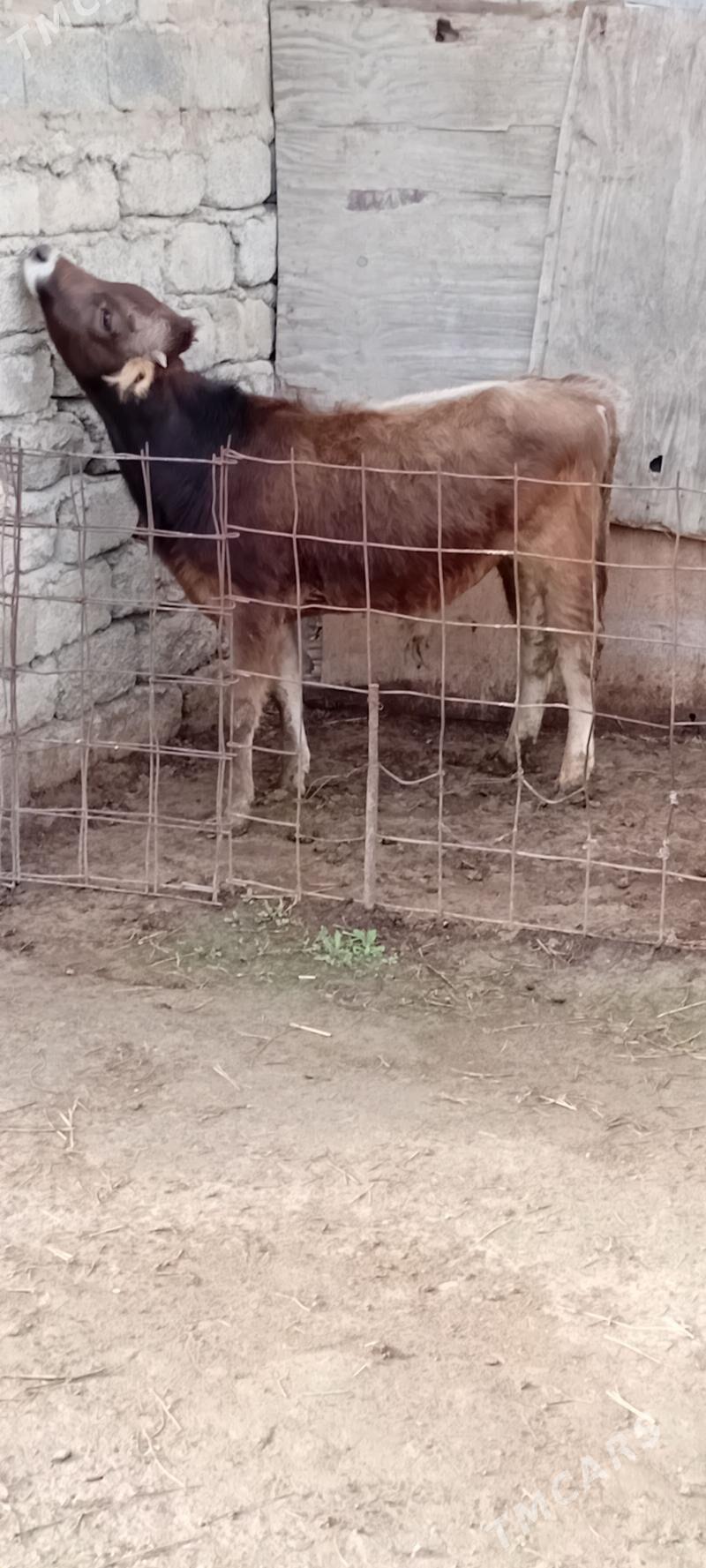 1 öküz 1 tuwe tohum mal - Бузмеин - img 1