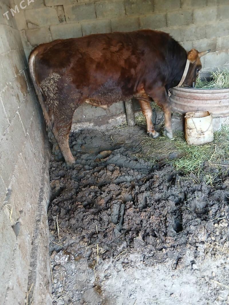 okuz - Ак-Бугдайский этрап - img 1