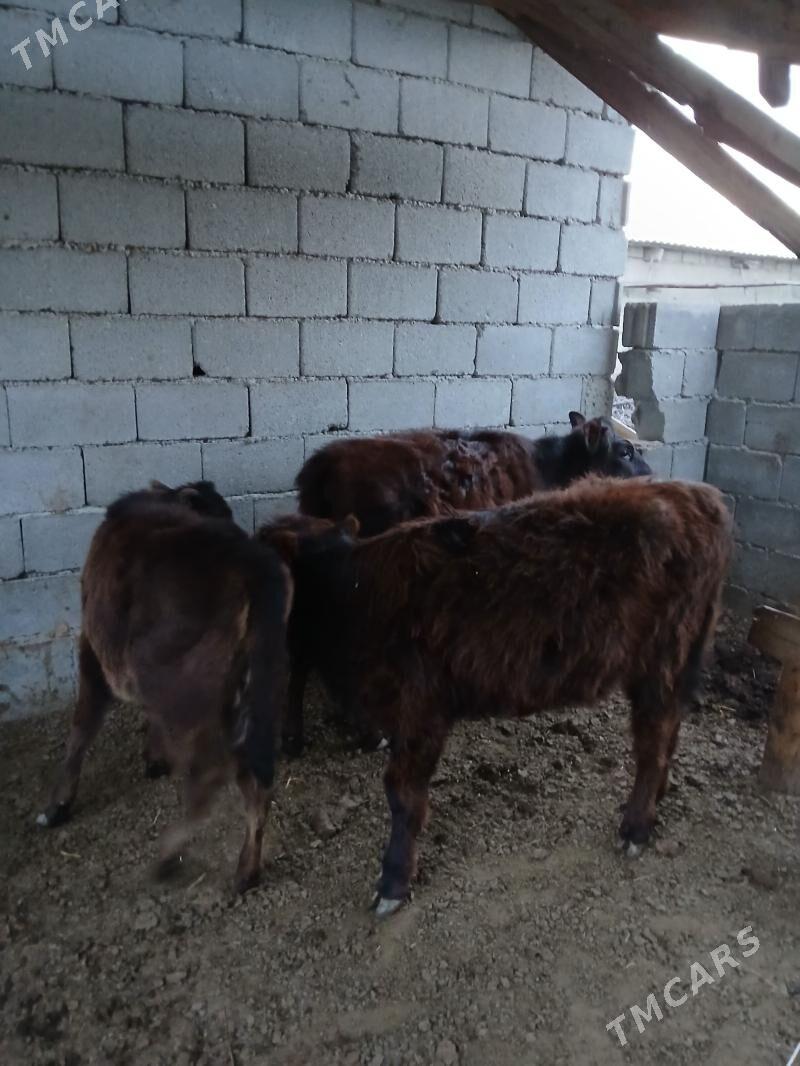 tuweler 4si bile - Бузмеин - img 1