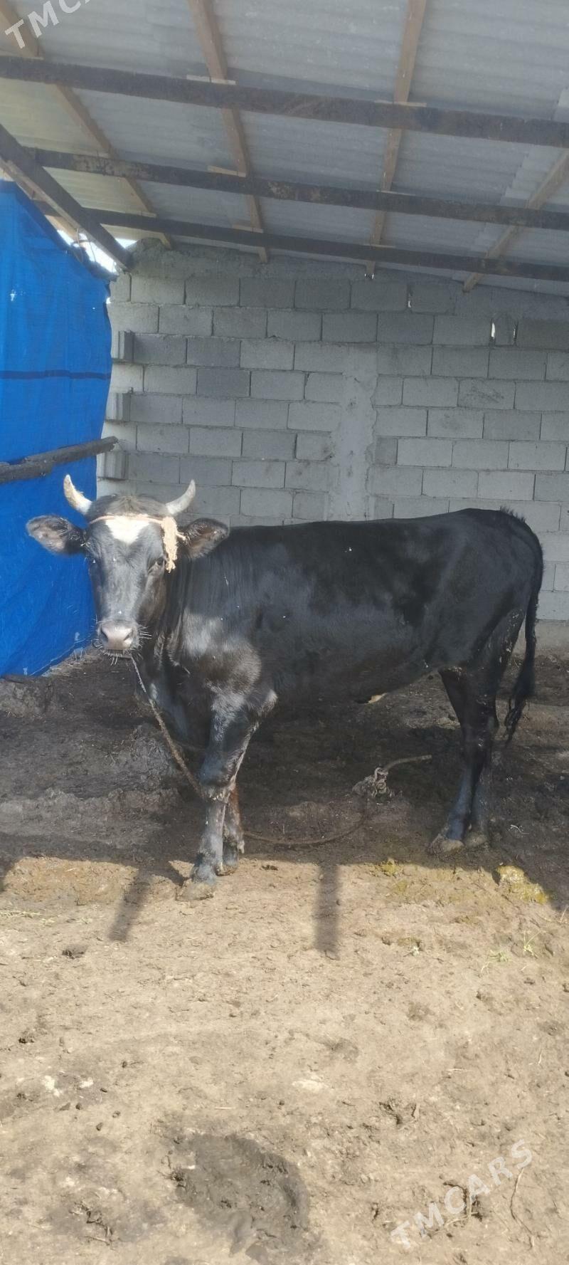 tuwe - Gökdepe - img 1