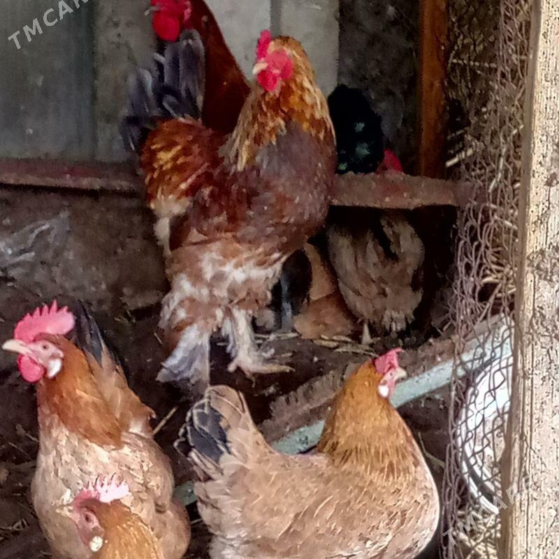 Balakly horaz - Ялкым - img 1