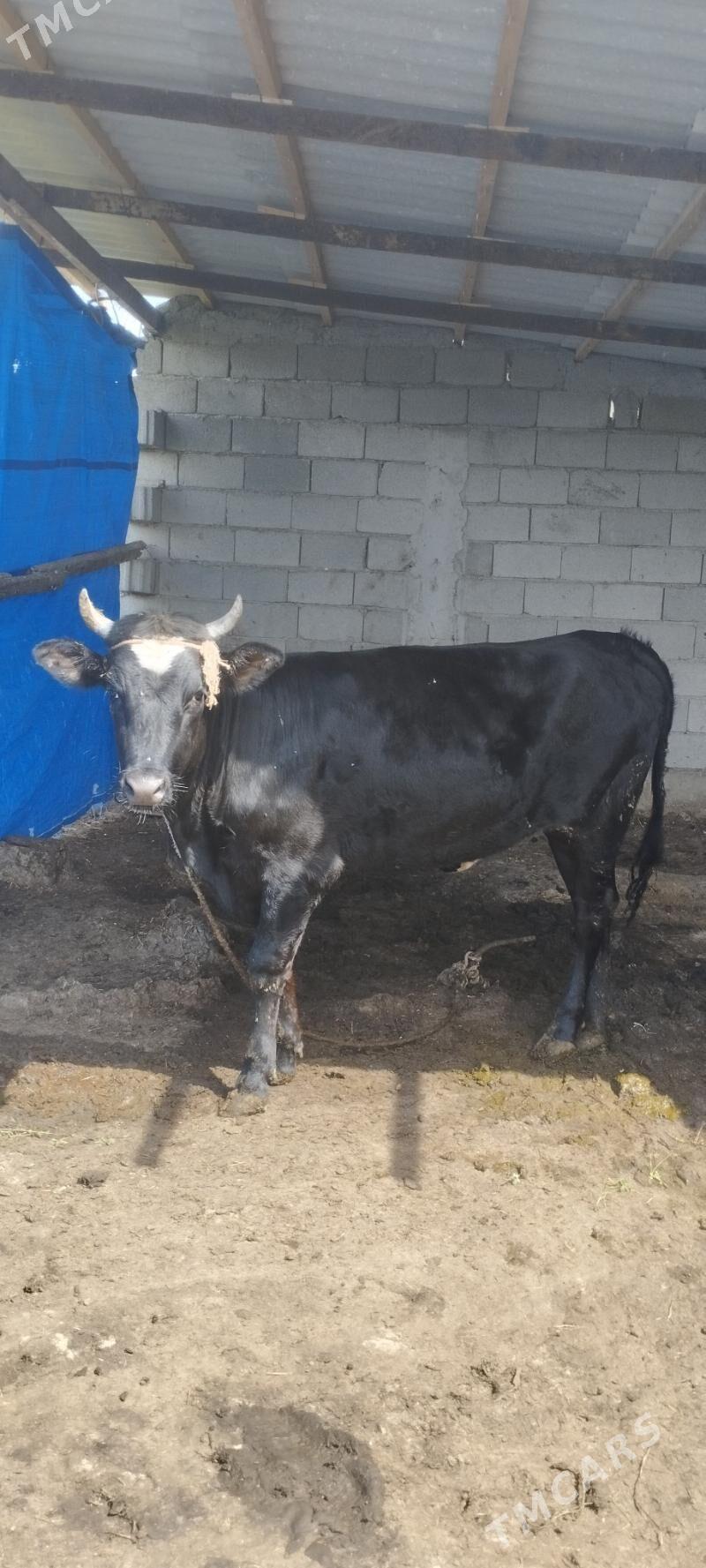 tuwe - Gökdepe - img 1