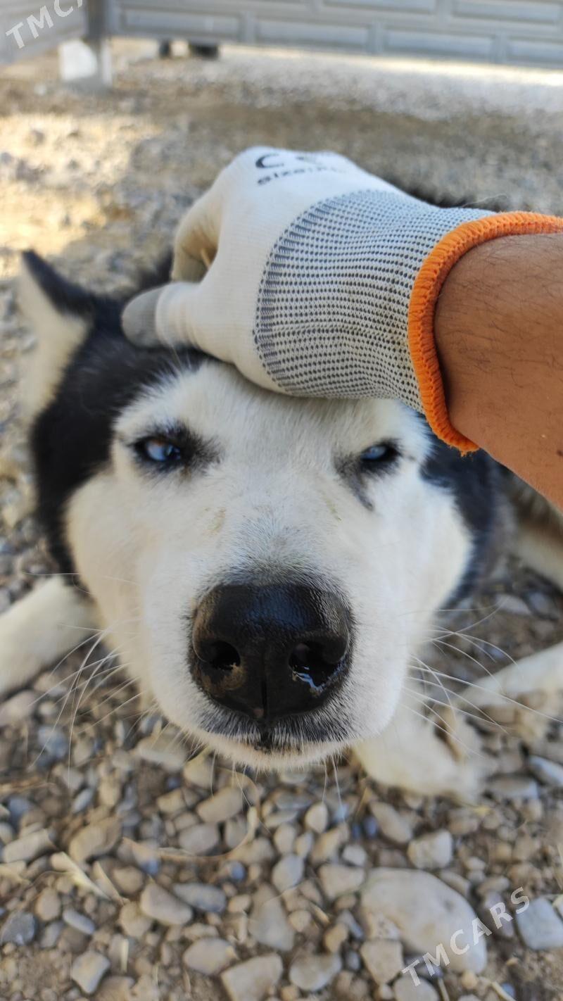 hayysky - Векильбазар - img 1