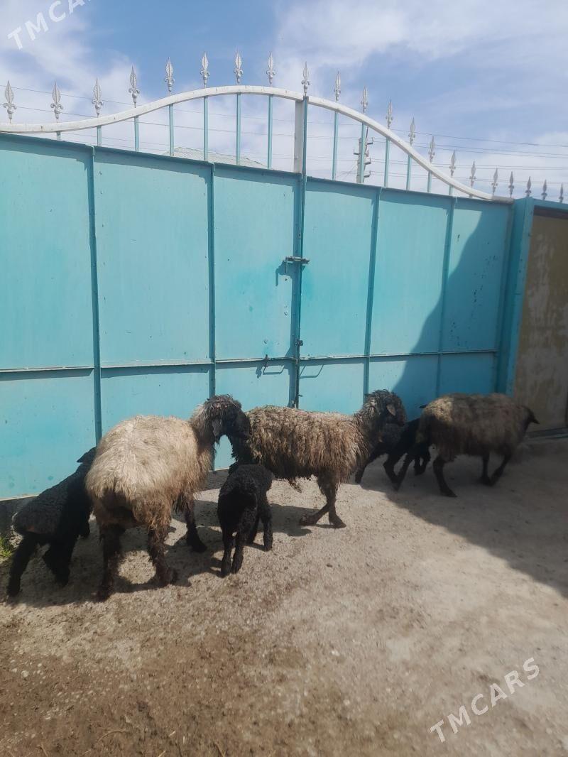 Guzuly goyun - Garadamak Şor - img 1