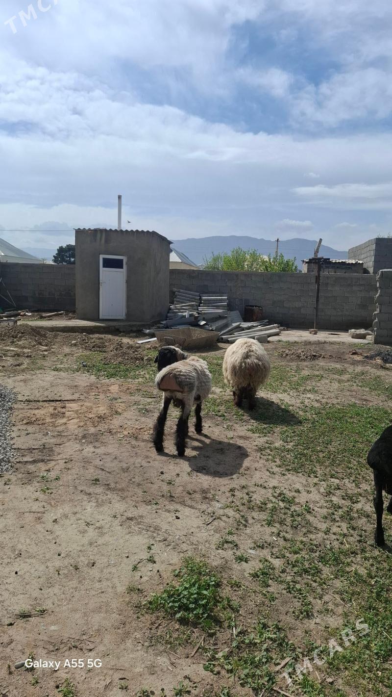 Goyunlar - Гёкдепе - img 1