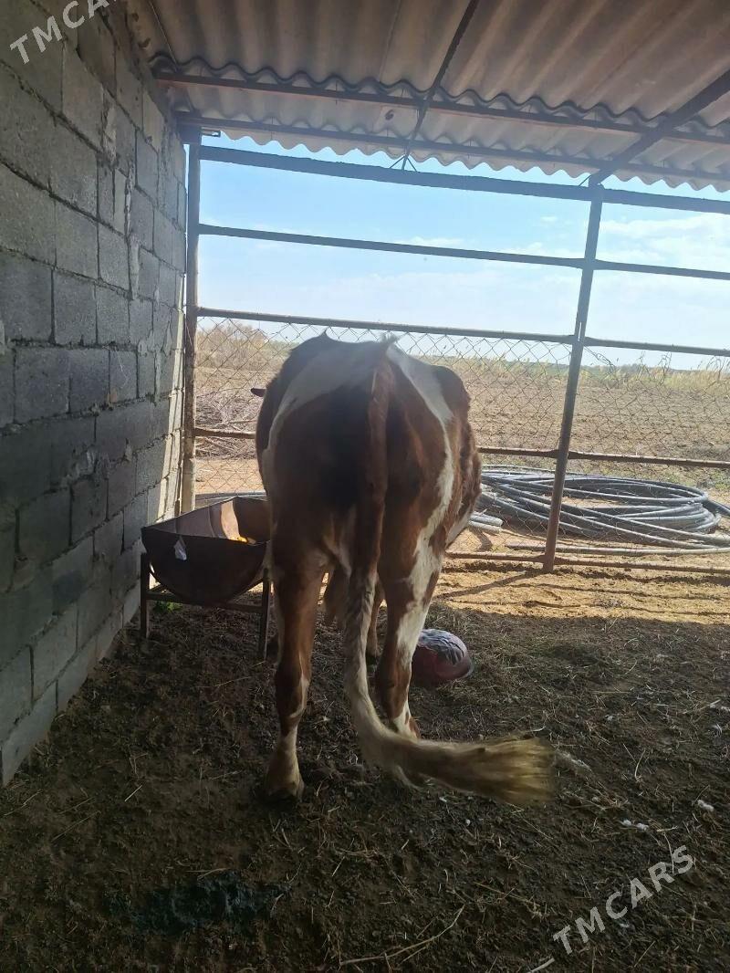 Sygyr - Gökje - img 1