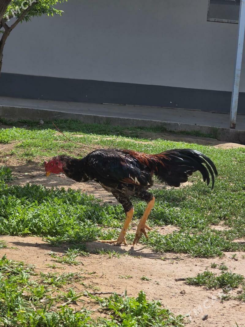 taskent bayes juje - Гарадамак - img 1