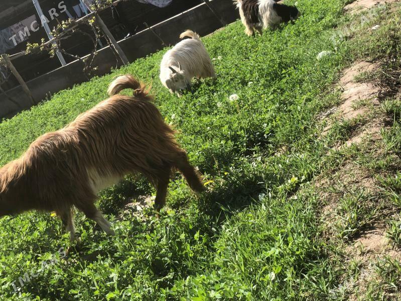 serke owlaklar - Чарджоу - img 1