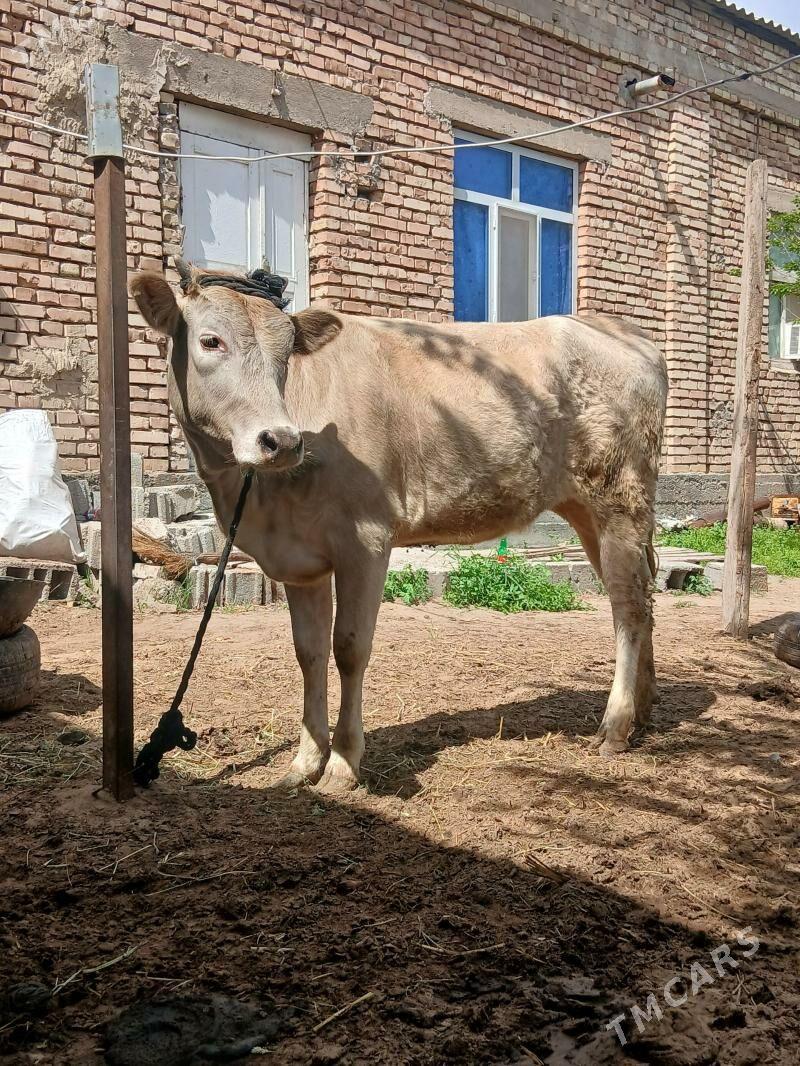 Bogaz Tüwe - Çoganly - img 1