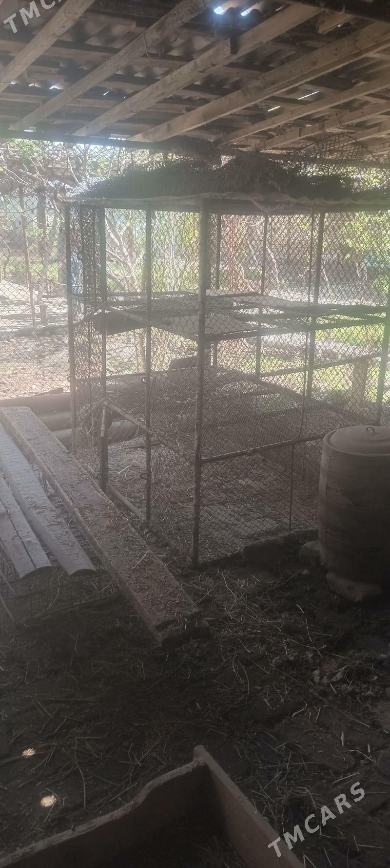 Kletka - jüyje, towşan - Туркменабат - img 1