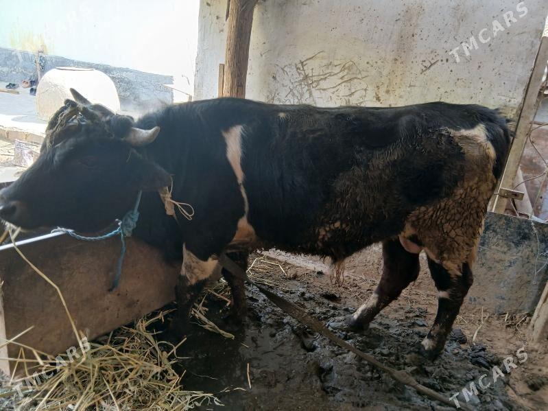 okuz tohum mal - Гёкдже - img 1