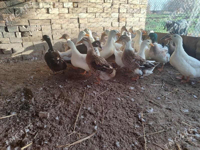 Ordek Yaslbas - Baýramaly - img 1