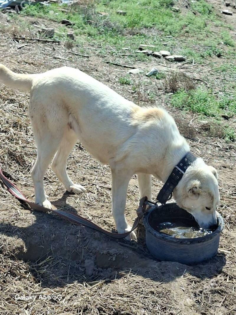 Alabay - Фарап - img 1