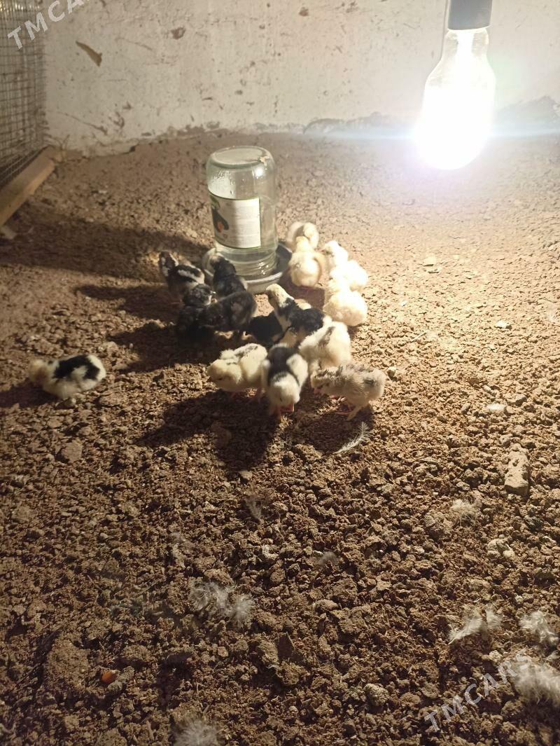 карлык жуже karlyk jüje - Мары - img 1