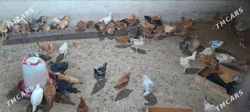 juyje - Ak bugdaý etraby - img 1