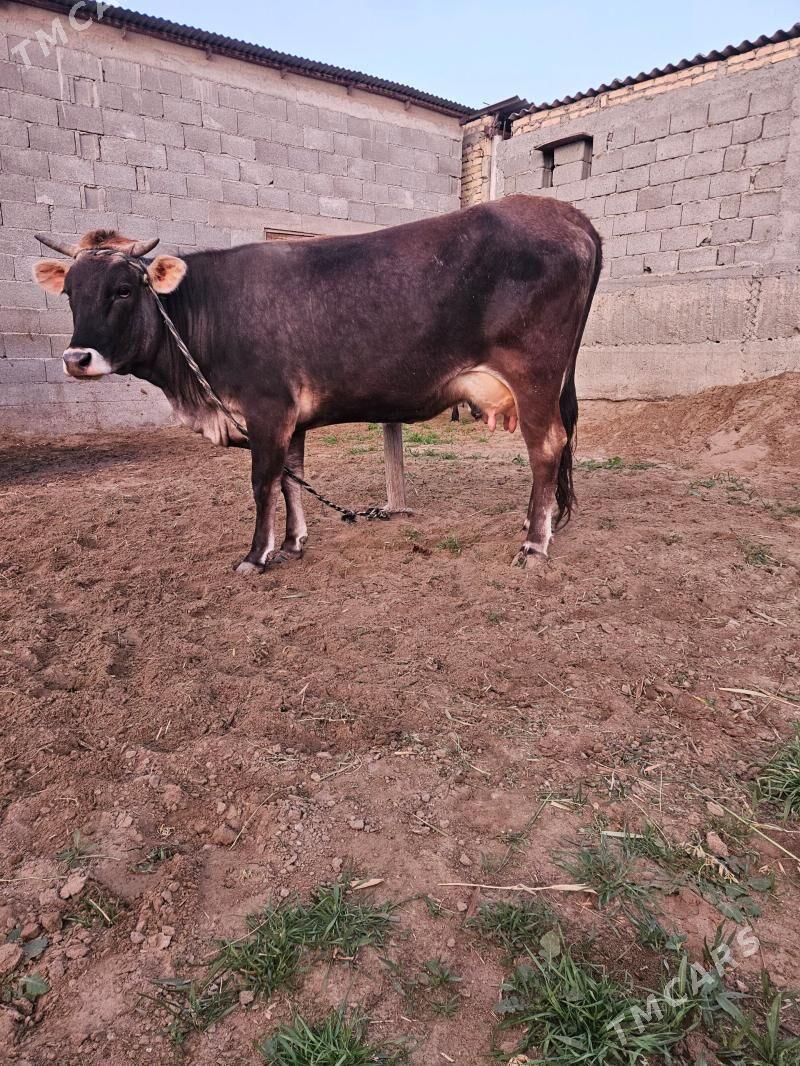 Sygyr sagylýan - Гёкдепе - img 1