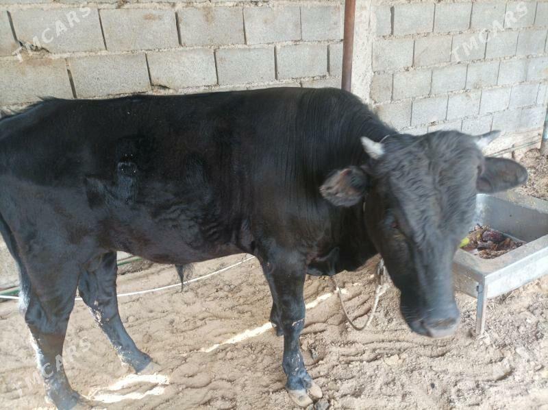 õkùz uly - Aşgabat - img 1