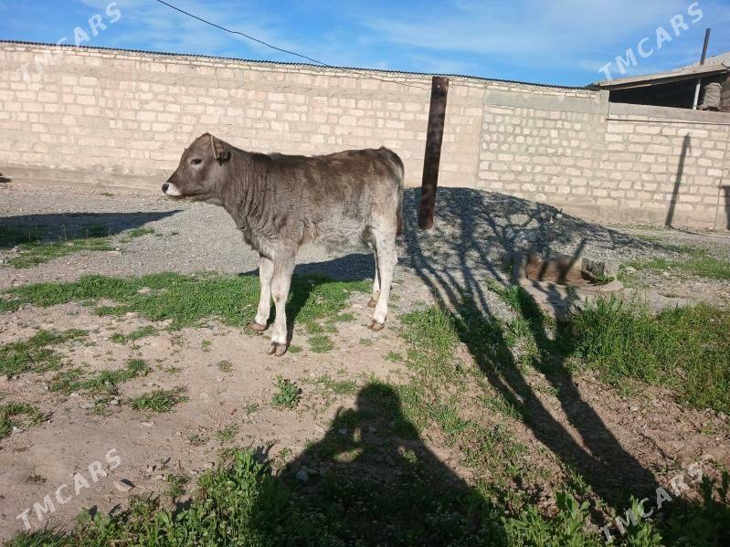 Goleli sygyr - Gyzylarbat - img 1