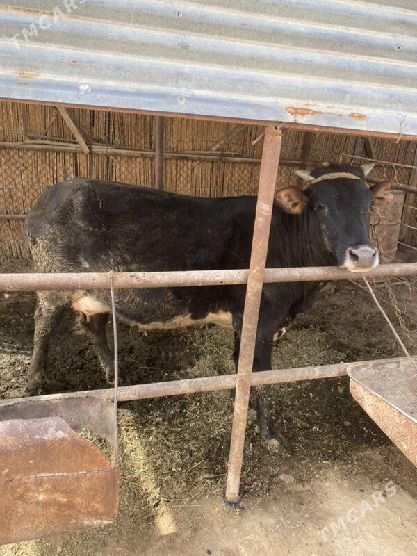 Sygyr göleli - Байрамали - img 1