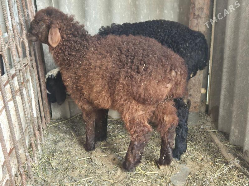 Berre guzy - Büzmeýin - img 1