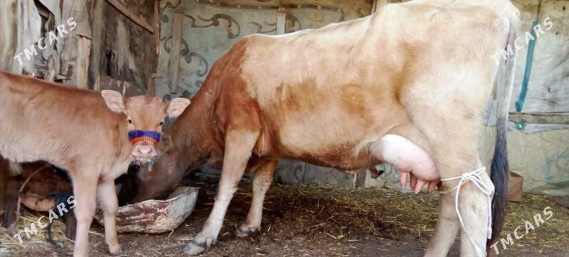 şiwet göleli sygyr - Джебел - img 1